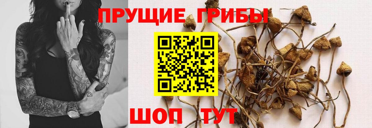 Псилоцибиновые грибы мицелий  Вход с VPN  Йошкар-Ола 